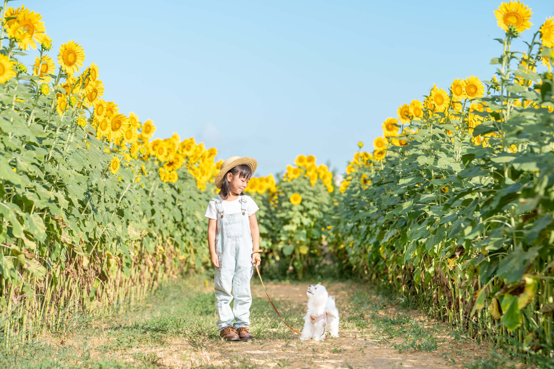 ひまわり畑の女の子と犬。ひまわり撮影会の写真